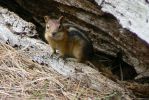 PICTURES/Walk Along The Metolius River/t_Chipmonk4.JPG